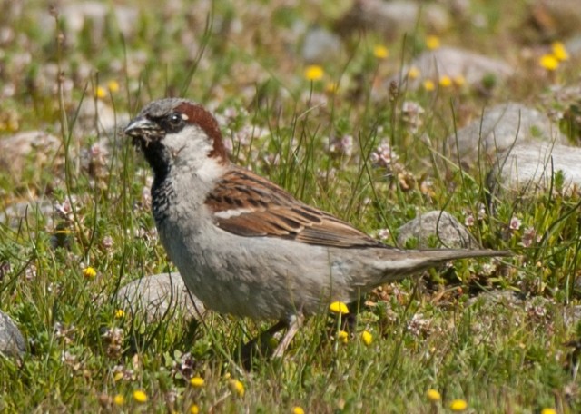 Oberberg-Heute.de / News / Stunde der Gartenvögel 2021
